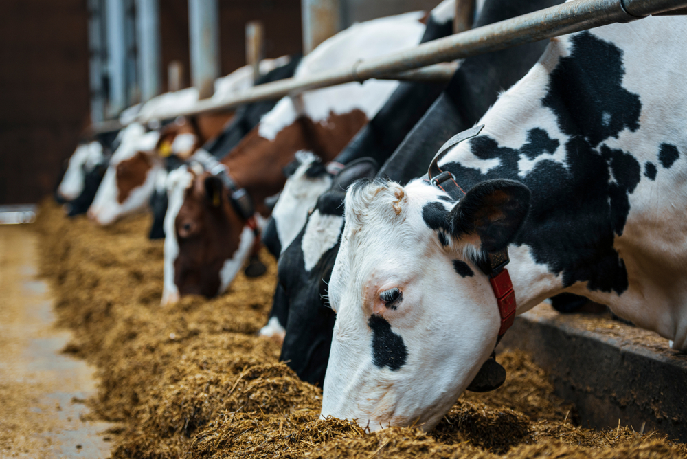 Opinion: Feeding Insects to Cows Could Make Meat and Dairy More Sustainable  - Modern Farmer