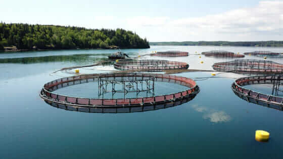 Majority of US Voters Support Offshore Aquaculture Expansion - Modern ...