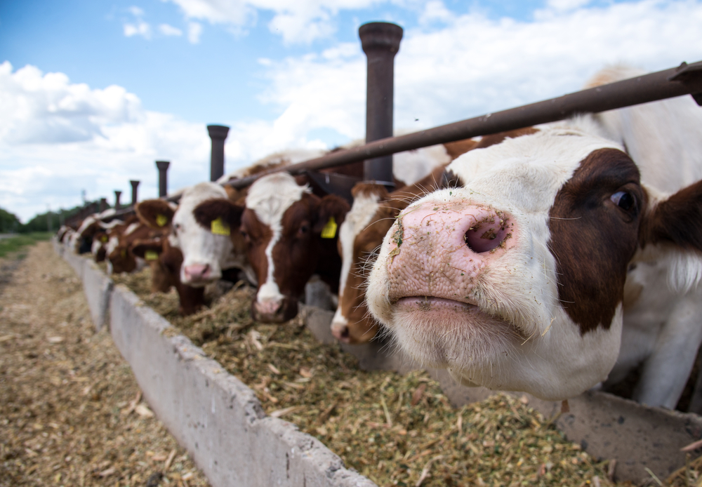 The Quest to Finding a More Sustainable Animal Feed - Modern Farmer