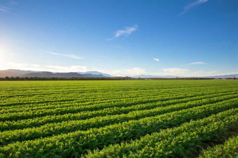 When It Comes to Organic Farms, Size Matters - Modern Farmer