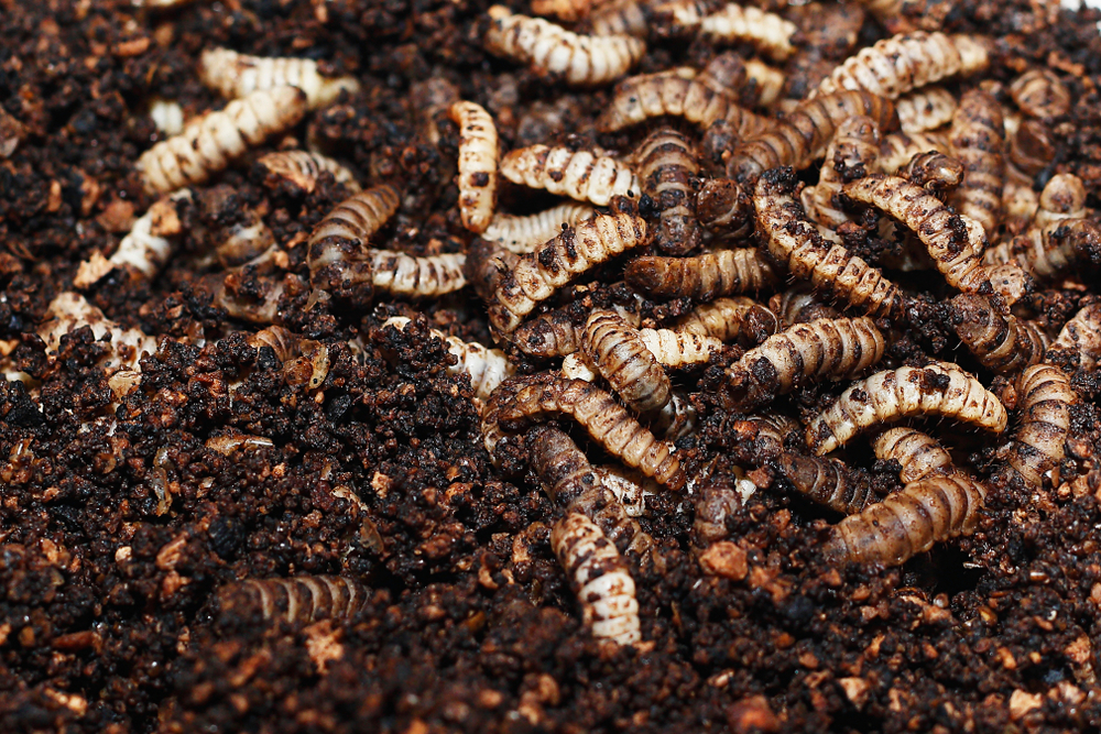 Ugandan Farmers Embrace Maggots as Solution to Fertilizer Shortage