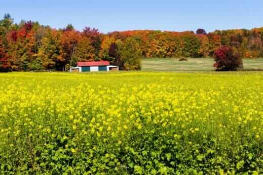 Where Has All the Mustard Gone? - Modern Farmer