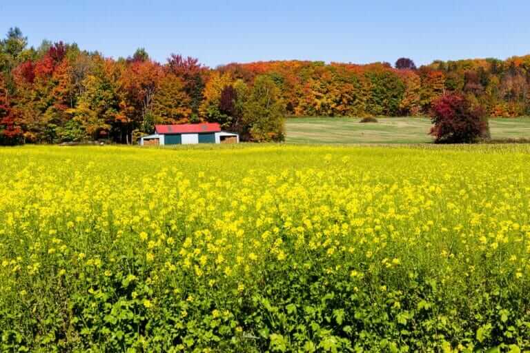 Where Has All the Mustard Gone? - Modern Farmer