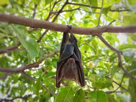 To Stop New Viruses Infecting Humans, We Must Protect Bat Habitat ...