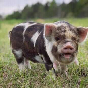 Meet the Modern Farmer Using New Zealand Pigs to Restore a Former ...