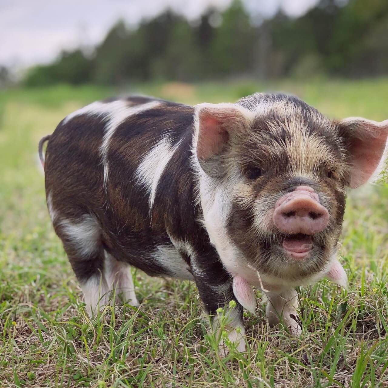 Kunekune project