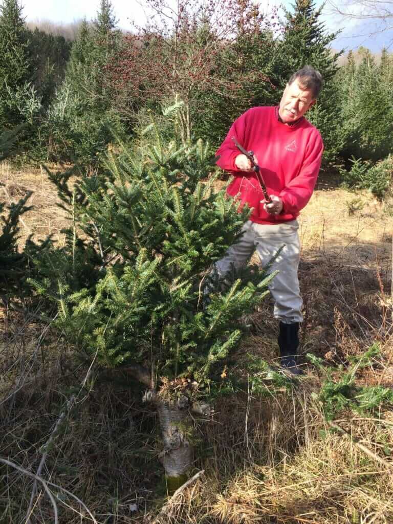 The Infinite Christmas Tree How To Cut Your Tree So It Will Grow Again   IMG 3312 768x1024 