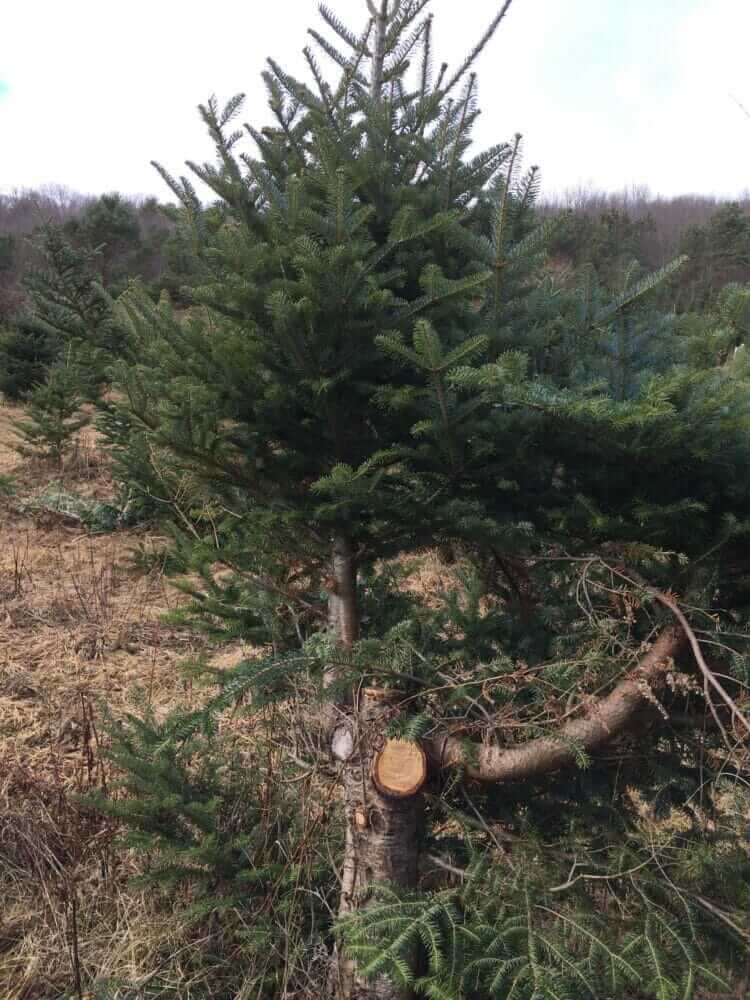 The Infinite Christmas Tree How to Cut Your Tree So it Will Grow Again