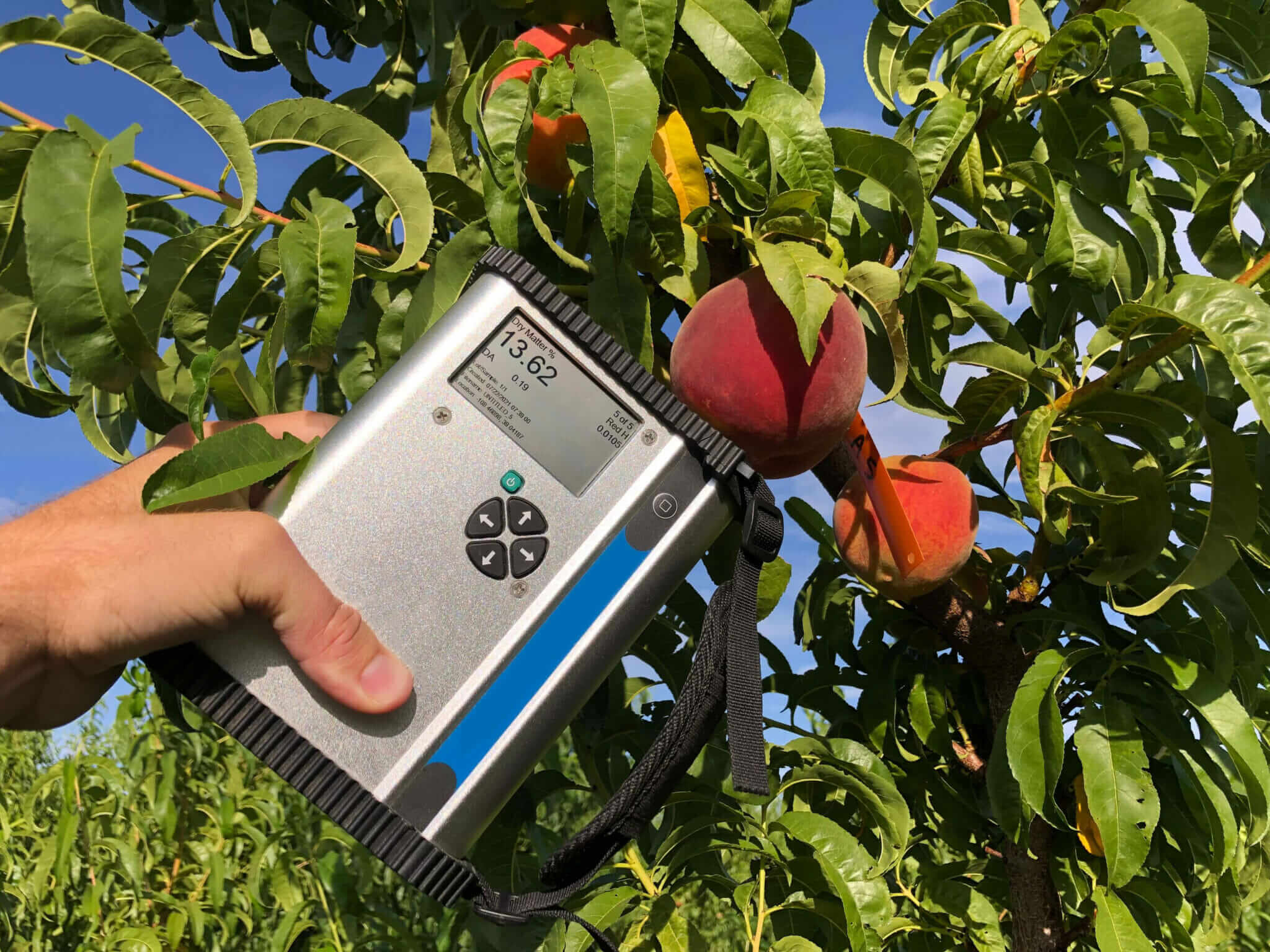 Can Technology Make Colorado’s Peaches Even Juicier?