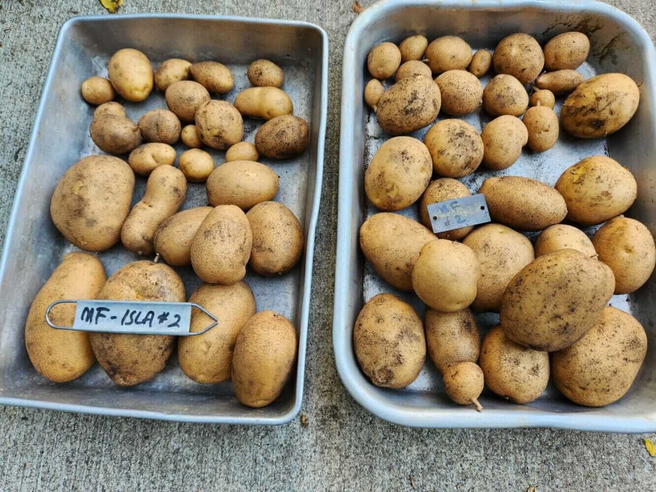 This Modern Farmer Wants You to Grow a New Potato Strain - Modern Farmer