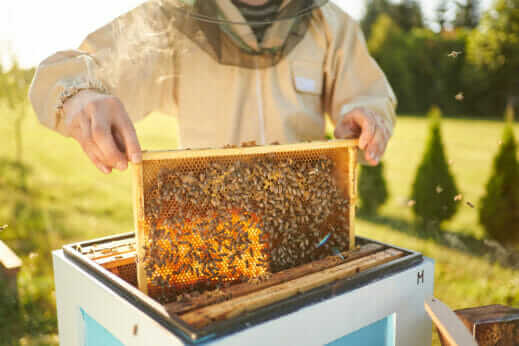 First Vaccine for Honey Bees Approved by USDA - Modern Farmer