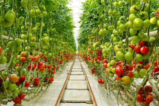 Can the Heat from Running Computers Help Grow Our Food? It’s ...