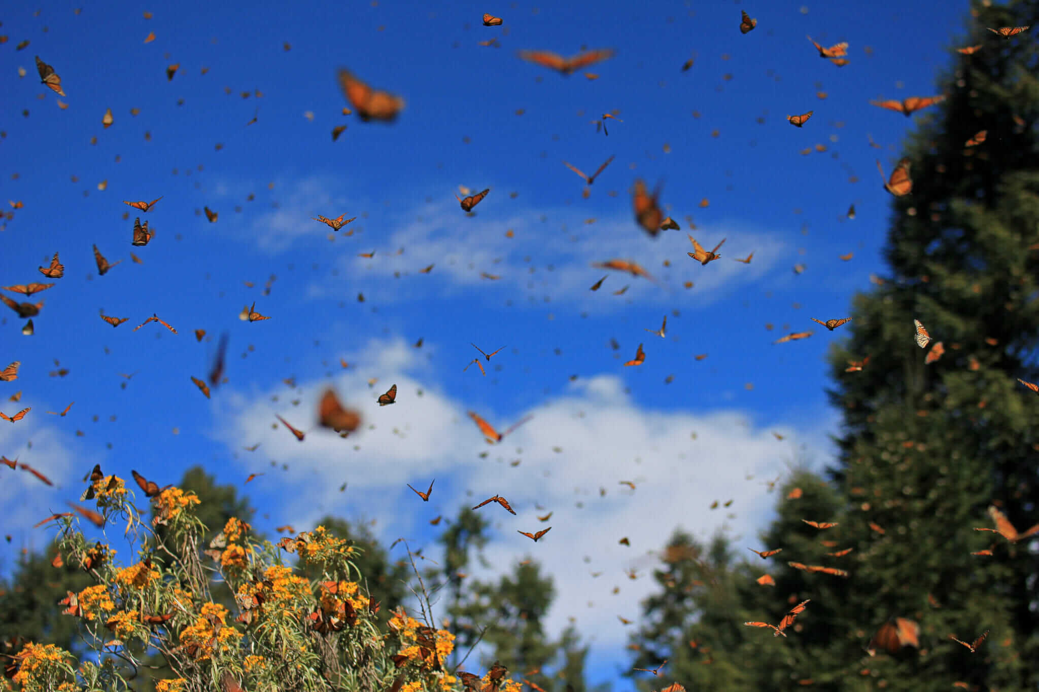 insects-are-vanishing-worldwide-now-it-s-making-it-harder-to-grow-food