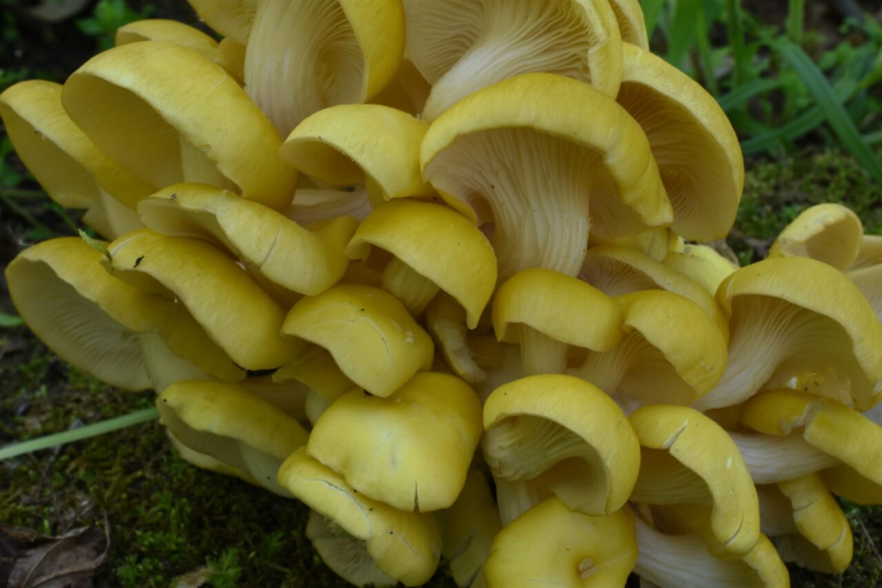 is-your-favorite-new-mushroom-eradicating-native-mushroom-species