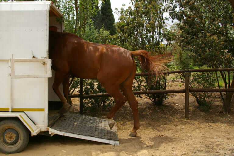 Animal Advocates Push for an End to Canadian Horse Meat Market Modern