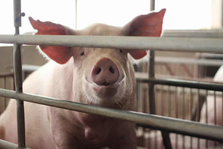 Humans Ruling Animals Supreme Court’s Ruling on Humane Treatment of Pigs Could Catalyze a ...