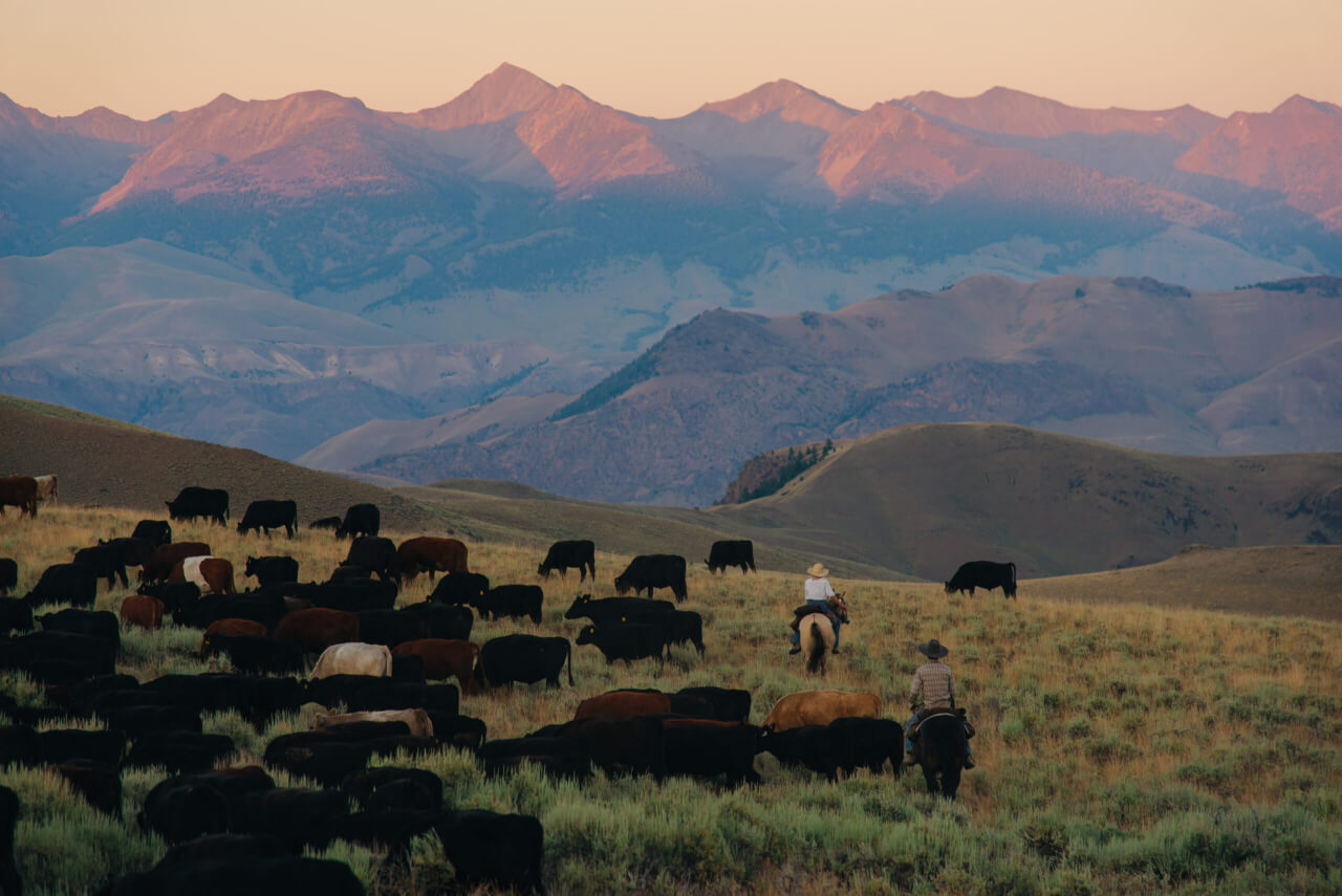 Cattle on the range.