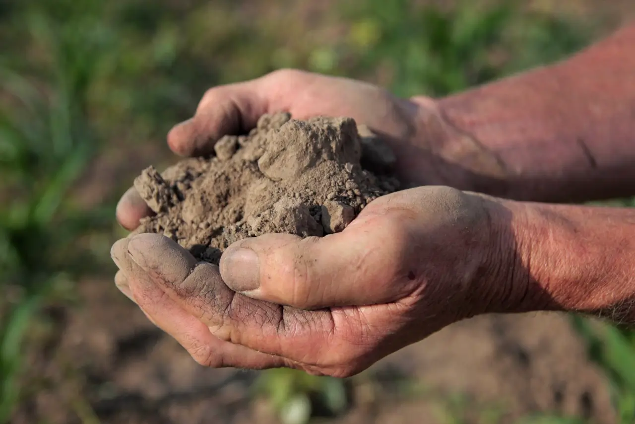 Midwest Drought: Corn and Soybeans Suffer as Forecasters Expect No Quick Relief for Farmers - Vimarsana News