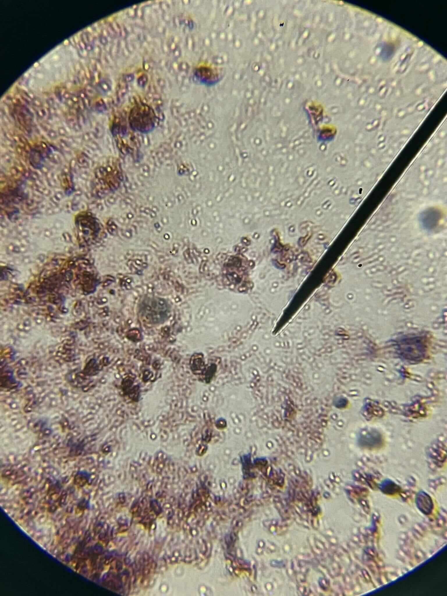 Windfall Bio Cows Have a Methane Problem. Dairy Farmers are Hoping New Innovations ...