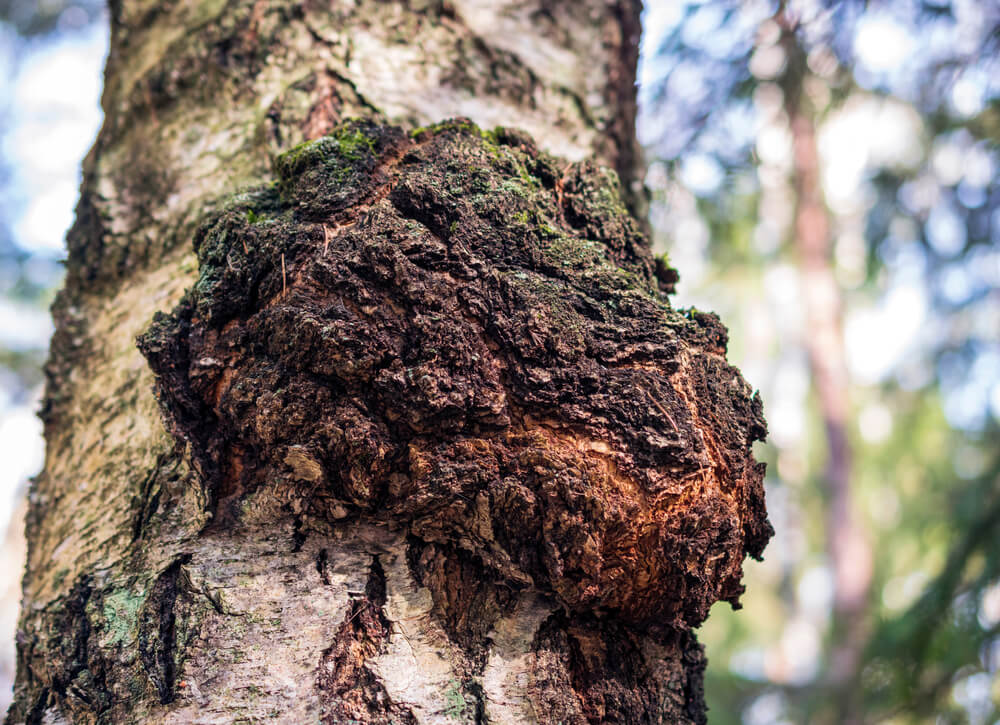 As Chaga Keeps Trending, Mycologists Worry About Running Out - Vimarsana News