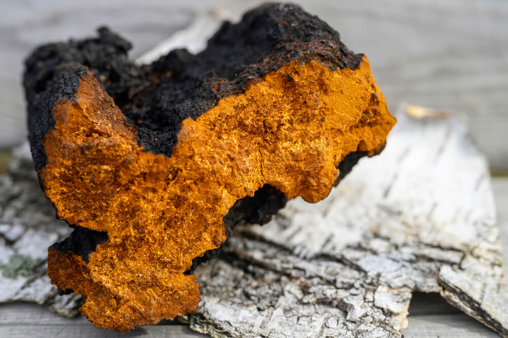 Chaga