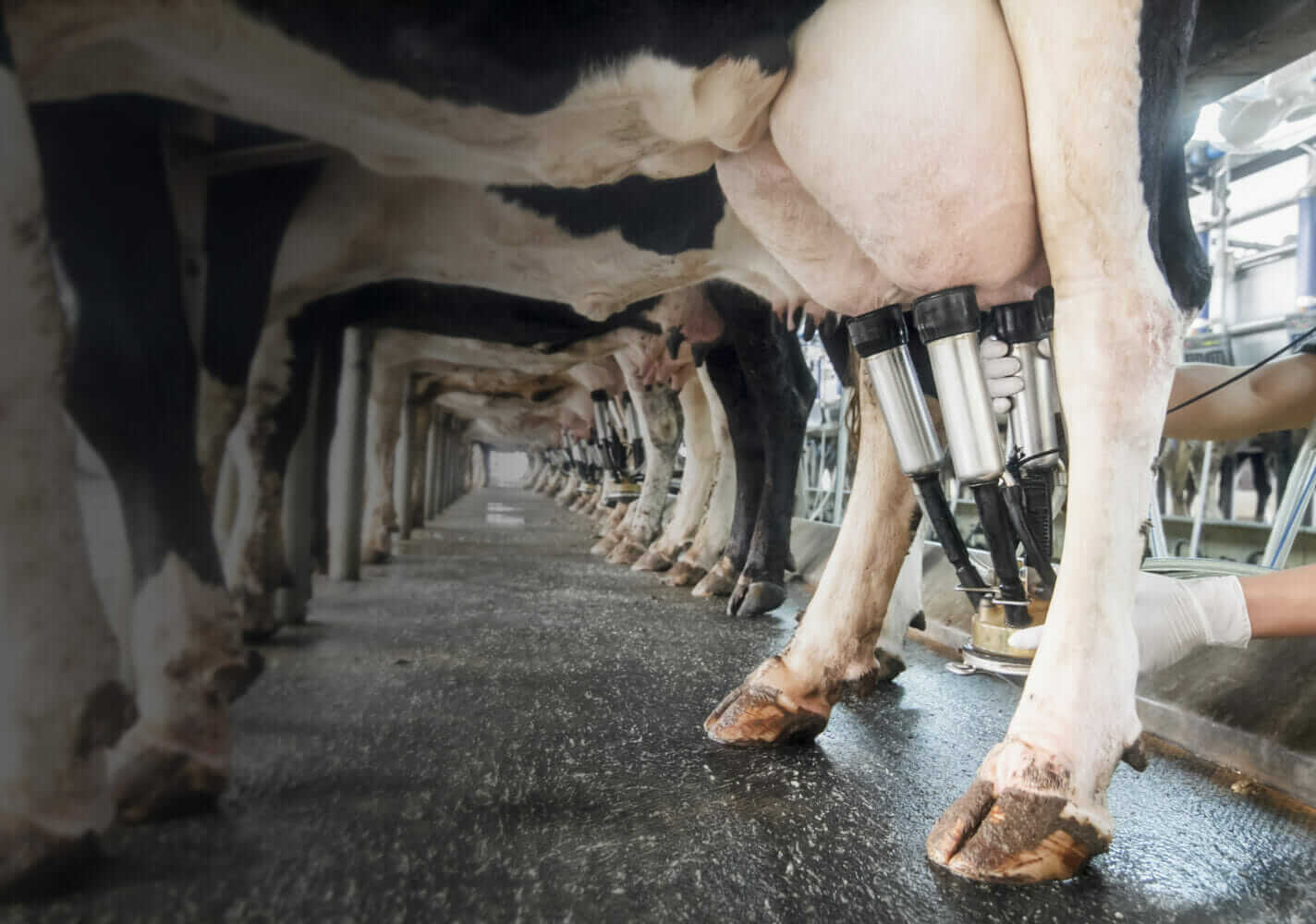 Cows Have a Methane Problem. Dairy Farmers are Hoping New Innovations ...