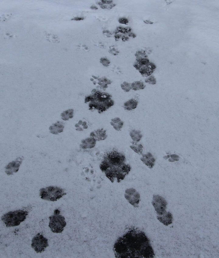 Tracks in the snow.