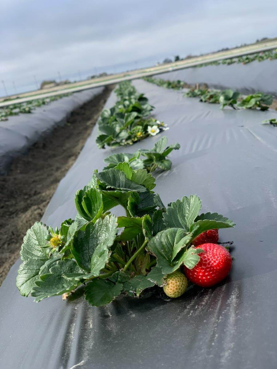 Strawberries grown through soil-biodegradable mulch.