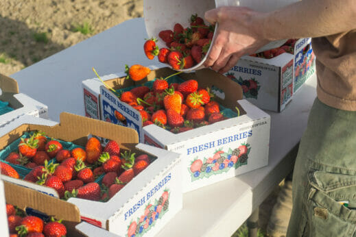 Strawberries being poured from a bucket into cardboard containers.