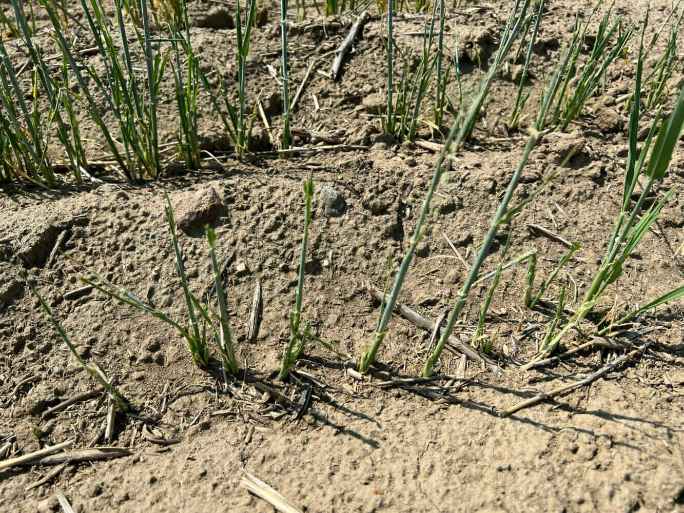 Hungry and Seemingly Unstoppable: Grasshoppers Invade Canada’s Prairies ...