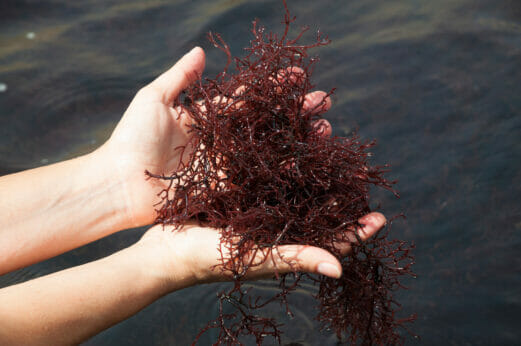 Hands holding Gracilaria seaweed.