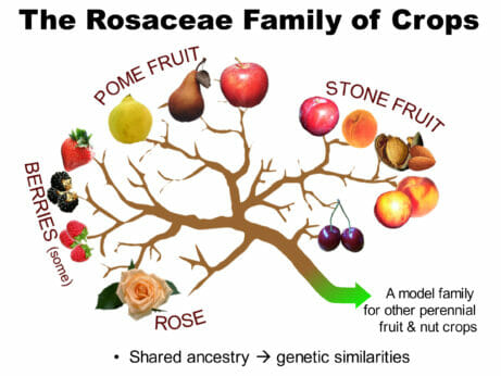 A graphic depicting the Rosaceae family of crops.