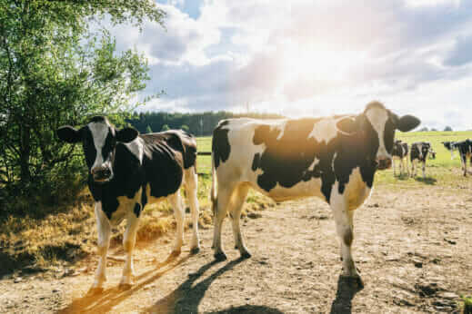 Livestock are Dying in the Heat. This Little-Known Farming Method ...