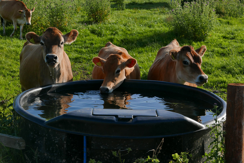 Livestock are Dying in the Heat. This Little-Known Farming Method Offers a Solution