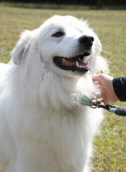 A Great Pyrenees on leash in a grassy area.