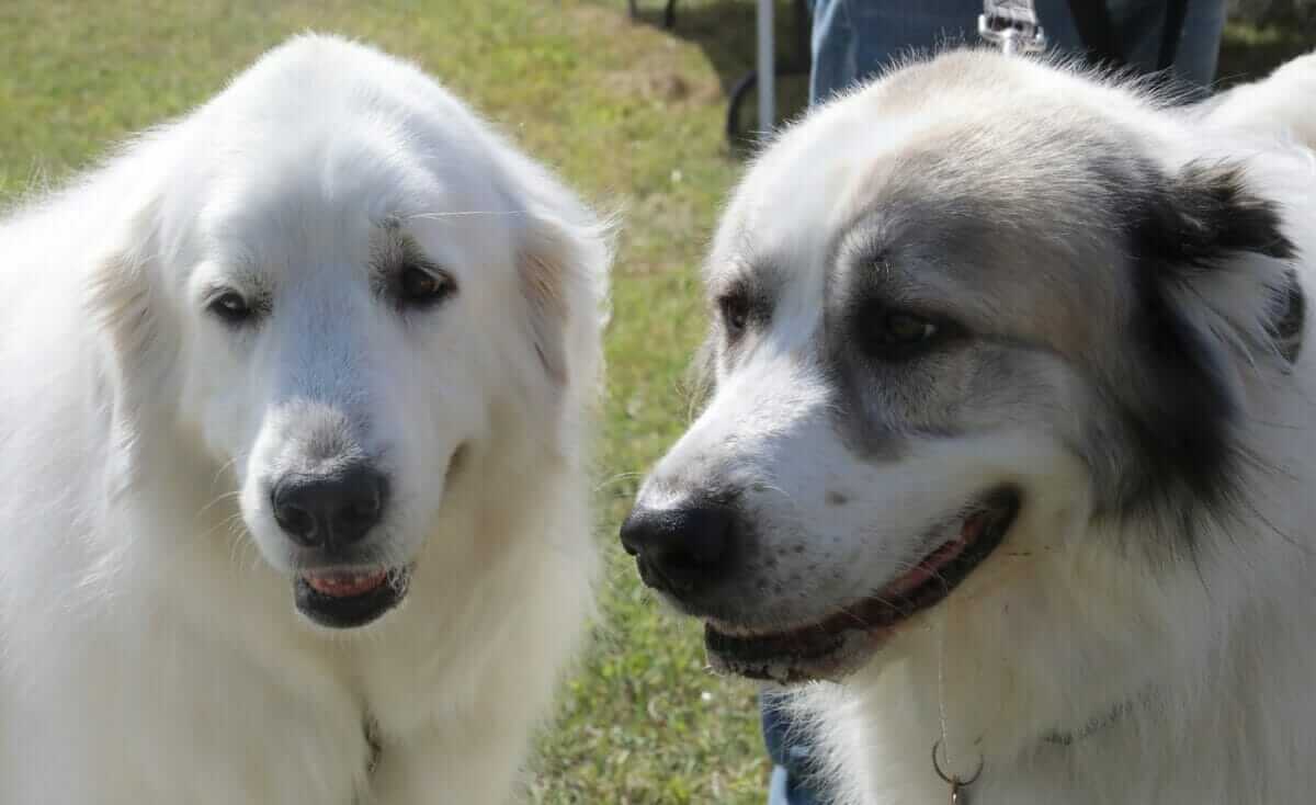 These Dogs Are In Crisis Who Looks After The Guardians Modern Farmer   6C7A3324 1200x734 