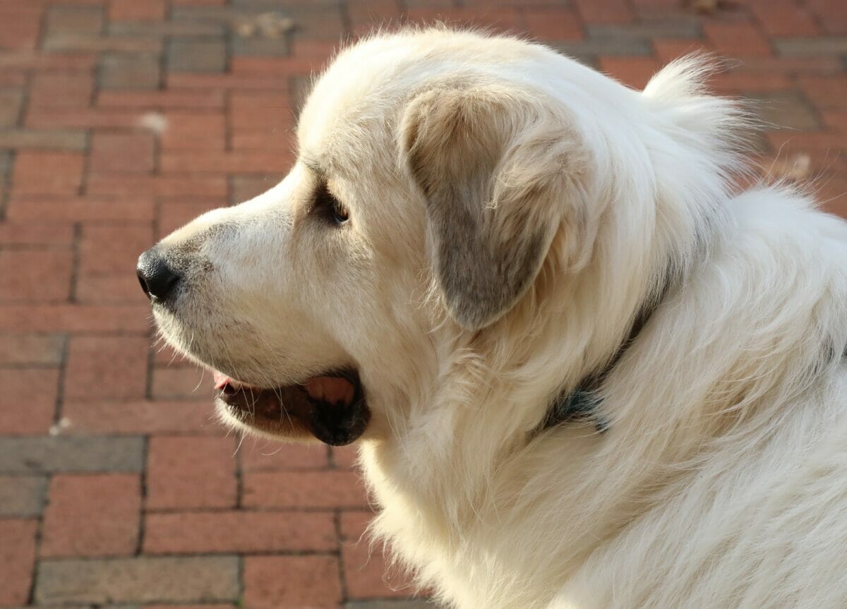 A Great Pyrenees head profile.