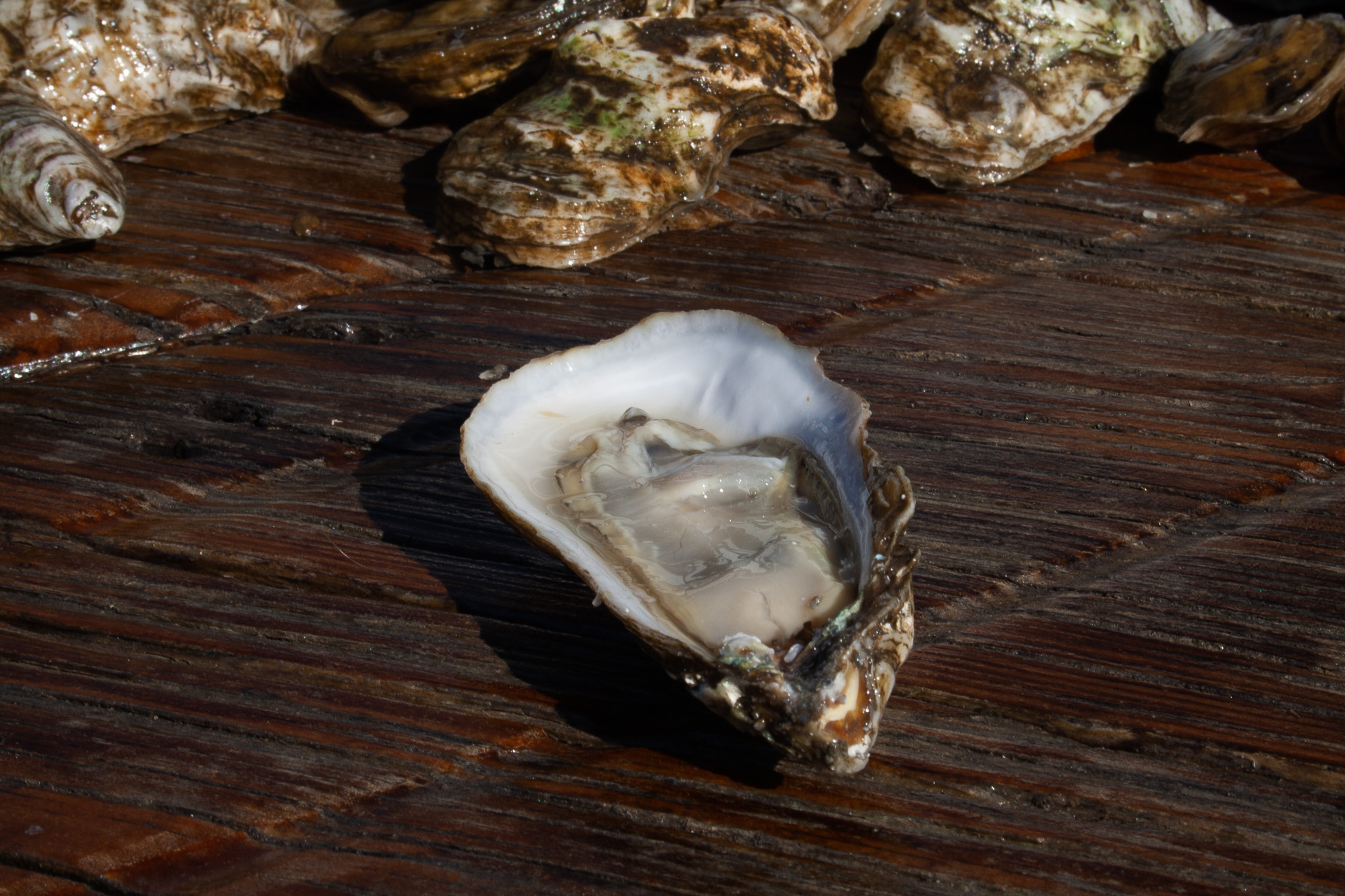 Shellfish Leases and Harvest Closures Along the North Carolina Coast