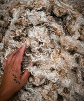Hand touching sheep's wool.