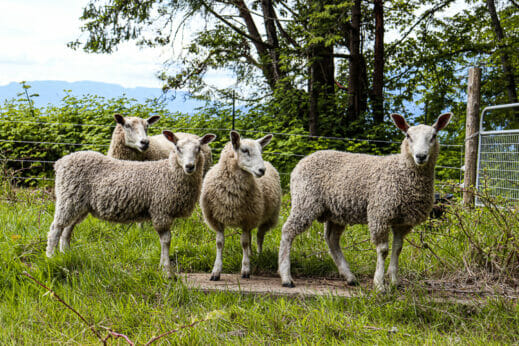 Four sheep stand in grass.