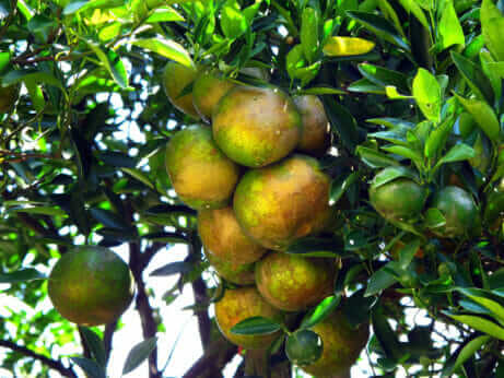 New Treatments for Citrus Greening Have Passed Initial Testing - Modern ...