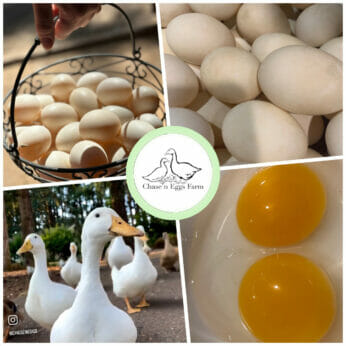 Collage of images from Chase'n Eggs Farm, with the business logo at the center.