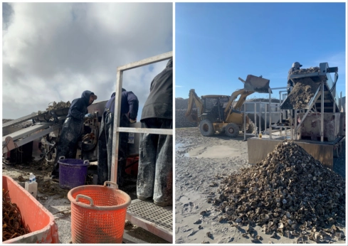 Left: A view of the team picking rope from the “busted” clusters. Right: The team is loading shells into the hopper with the tractor. Photography by Kyle Deerkop.