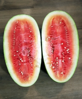 Cross cut of a 18 pound Florida Favorite heirloom watermelon grown in 2023 by the Fitzwaters.