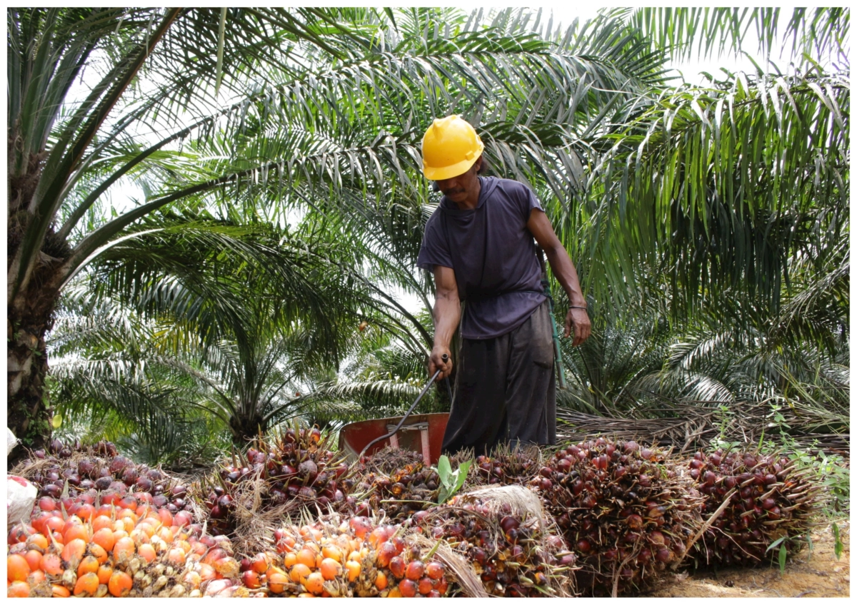 A farmer stands over harvested oil palms.