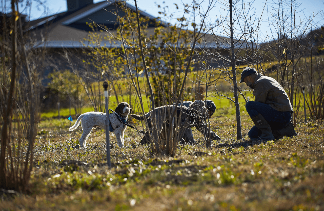 Dogs hunting for truffles