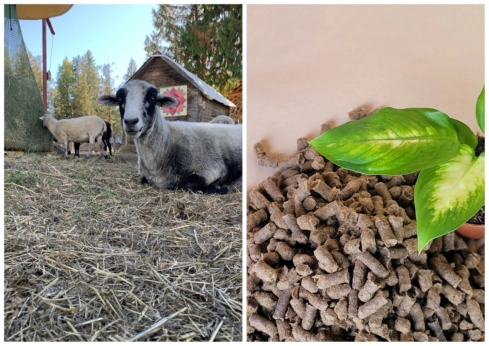 Left: one sheep. Right: Wool pellets.
