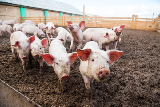 Pigs in a pen. (Photo from Shutterstock)
