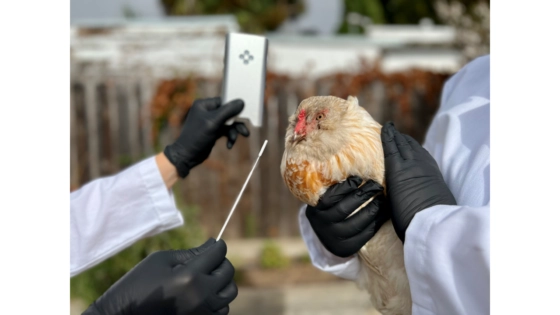 A chicken getting tested with the be.well. Photography courtesy of Alveo Technologies.