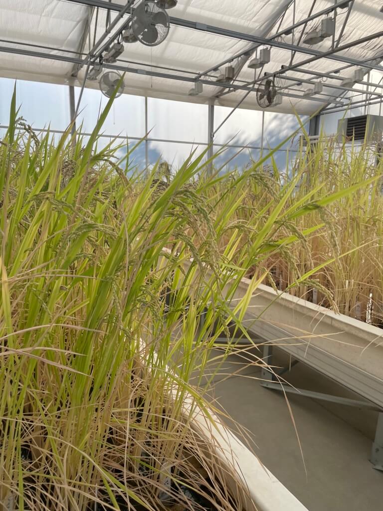 Good Rice Farm What Will Become of Rice? - Modern Farmer